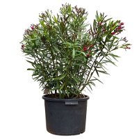 Oleander, Farbe nach Verfügbarkeit, Busch, Topf-Ø 45 cm, Höhe ca. 100 cm
