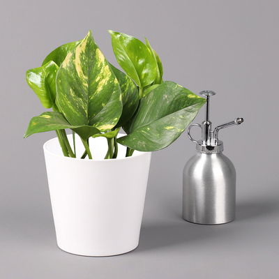 Efeutute mit Keramiktopf Dallas weiß, Topf-Ø 12 cm, Höhe ca. 15 cm, 3 Pflanzen