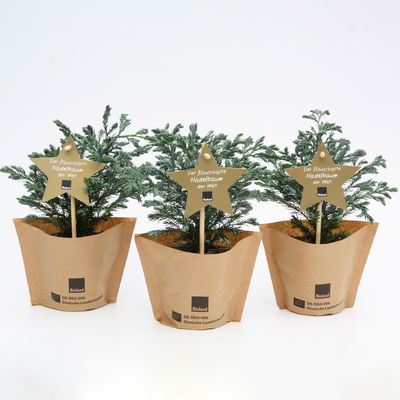 Blu Bio Blauwichtel, Topf-Ø 10 cm, 3er Set