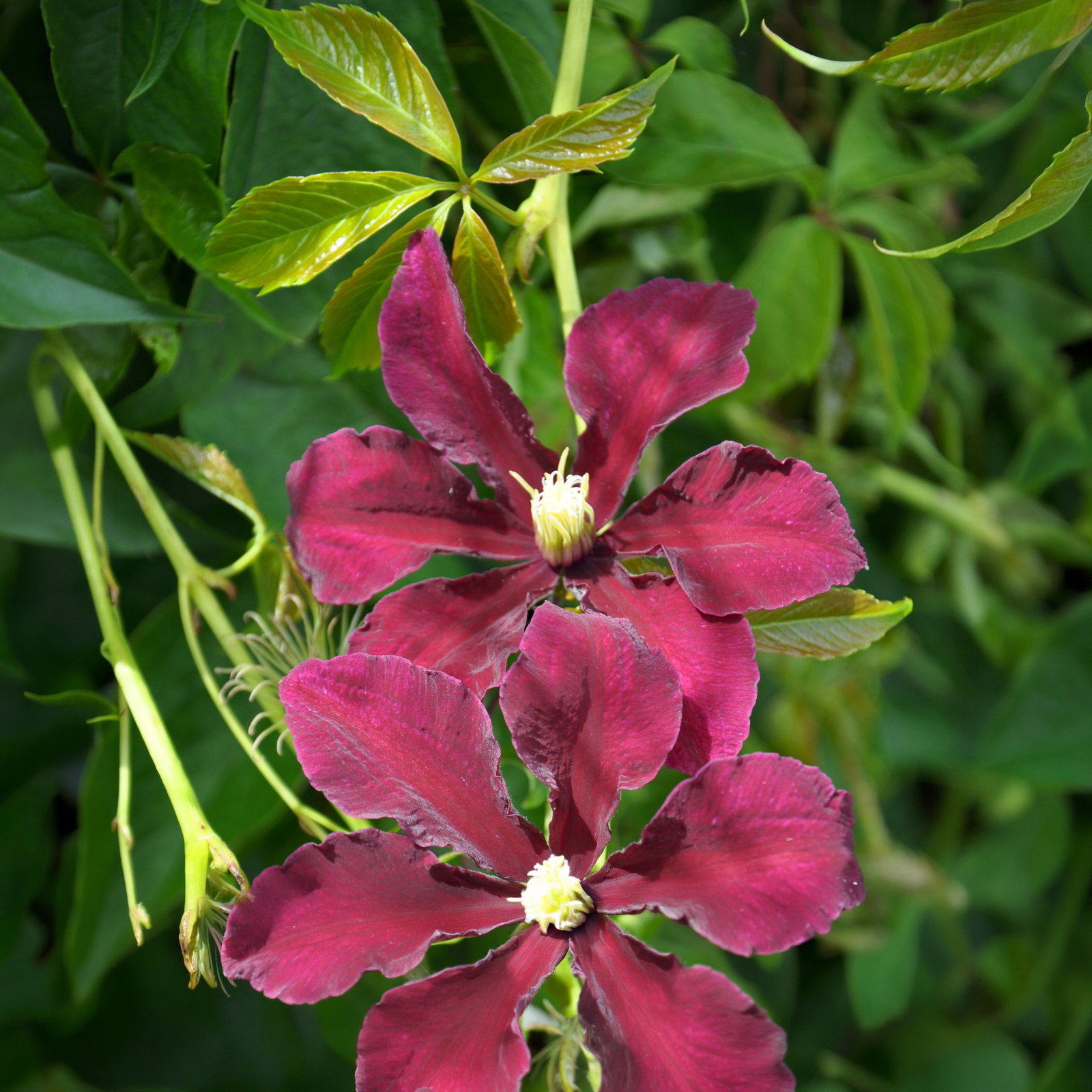 Kölle Clematis 'Niobe', 2 l Topf, 60-80 cm