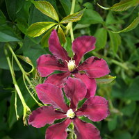 Kölle Clematis 'Niobe', 2 l Topf, 60-80 cm