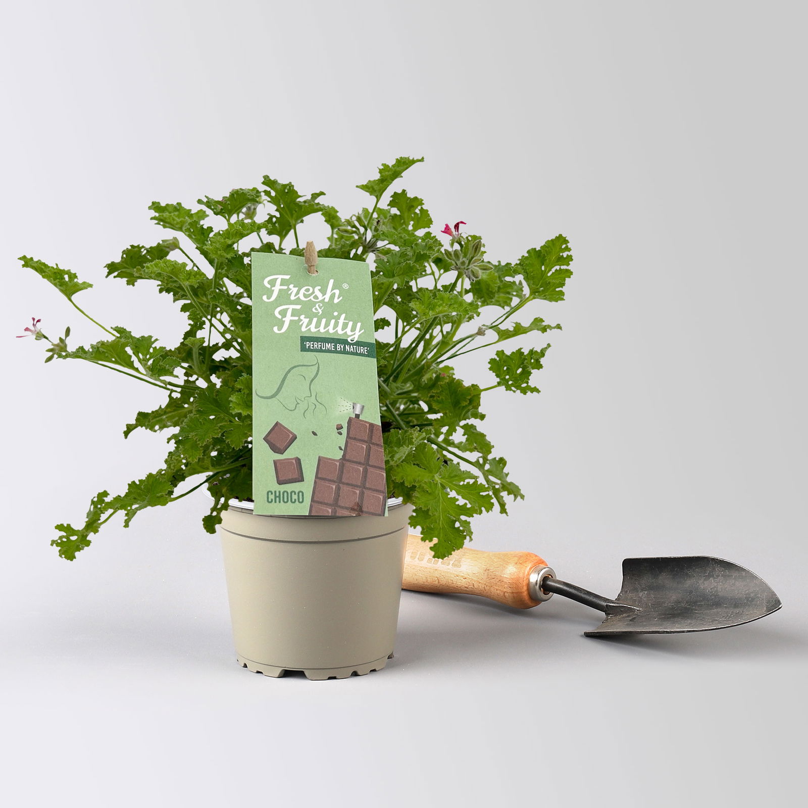 Duftgeranie 'Freshfruity® Choco Fresh', Topf-Ø 12 cm, 6 Pflanzen