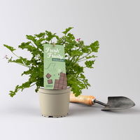 Duftgeranie 'Freshfruity® Choco Fresh', Topf-Ø 12 cm, 6 Pflanzen