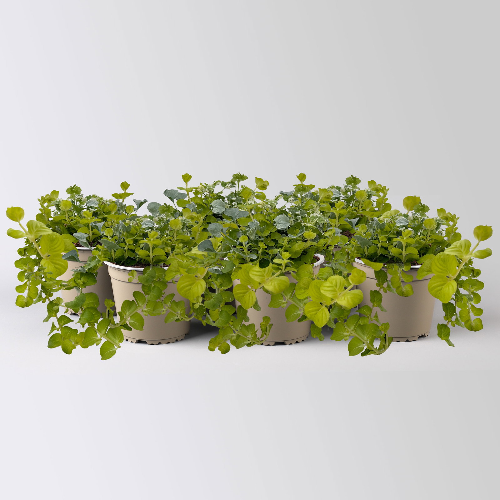 Blattschmuckpflanzen-Trio, grün-weiß, Topf-Ø 13 cm, 6 Pflanzen