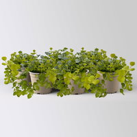 Blattschmuckpflanzen-Trio, grün-weiß, Topf-Ø 13 cm, 6 Pflanzen