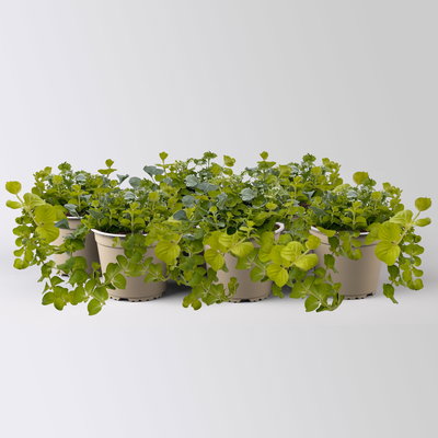 Blattschmuckpflanzen-Trio, grün-weiß, Topf-Ø 13 cm, 6 Pflanzen