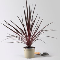 Keulenlilie 'Charlie Boy', pink-graugrün, Topf-Ø 17 cm