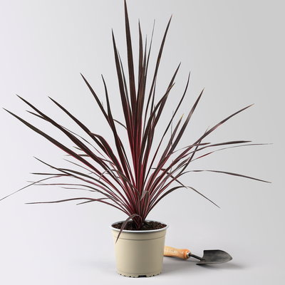 Keulenlilie 'Charlie Boy', pink-graugrün, Topf-Ø 17 cm