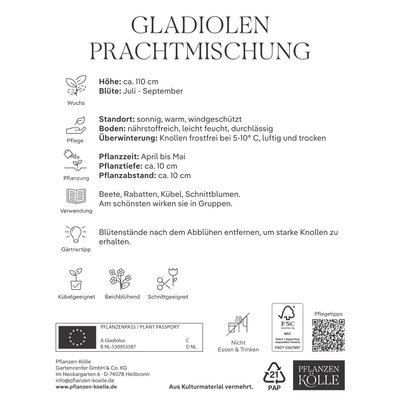 Kölles Beste Gladiolen Prachtmischung, 25 Blumenknollen