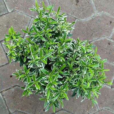 Japanischer Spindelstrauch 'Microphyllus Albovariegatus', Topf-Ø 17 cm, 2er-Set Japanischer Spindelstrauch 'Microphyllus Albovariegatus', Topf-Ø 17 cm, 2er-Set