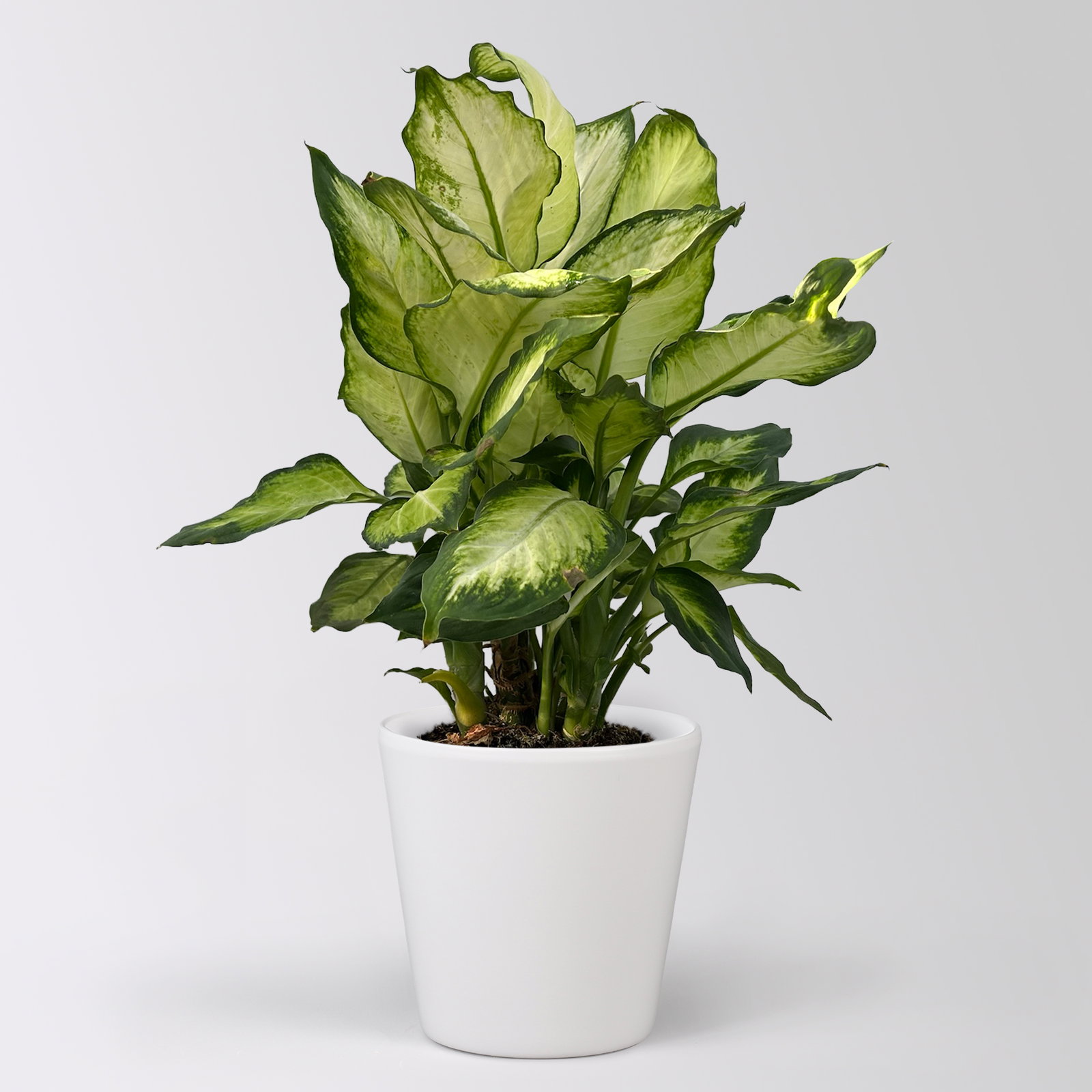 Dieffenbachie 'Camilla', Topf-Ø 17cm, im Übertopf Dallas