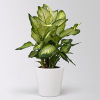 Dieffenbachie 'Camilla', Topf-Ø 17cm, im Übertopf Dallas