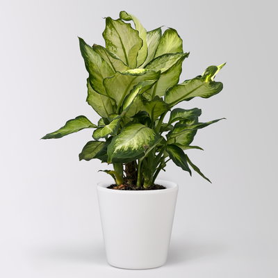 Dieffenbachie 'Camilla', Topf-Ø 17cm, im Übertopf Dallas