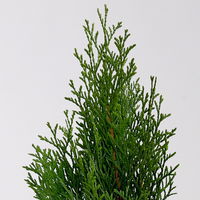 Thuja occidentalis 'Smaragd', 6er Set, Topf 9 cm Ø