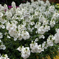 Elfensporn, weiß, Topf-Ø 12 cm, 6 Pflanzen