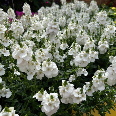 Elfensporn, weiß, Topf-Ø 12 cm, 6 Pflanzen