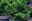 Grabbepflanzung - Muschelzypresse