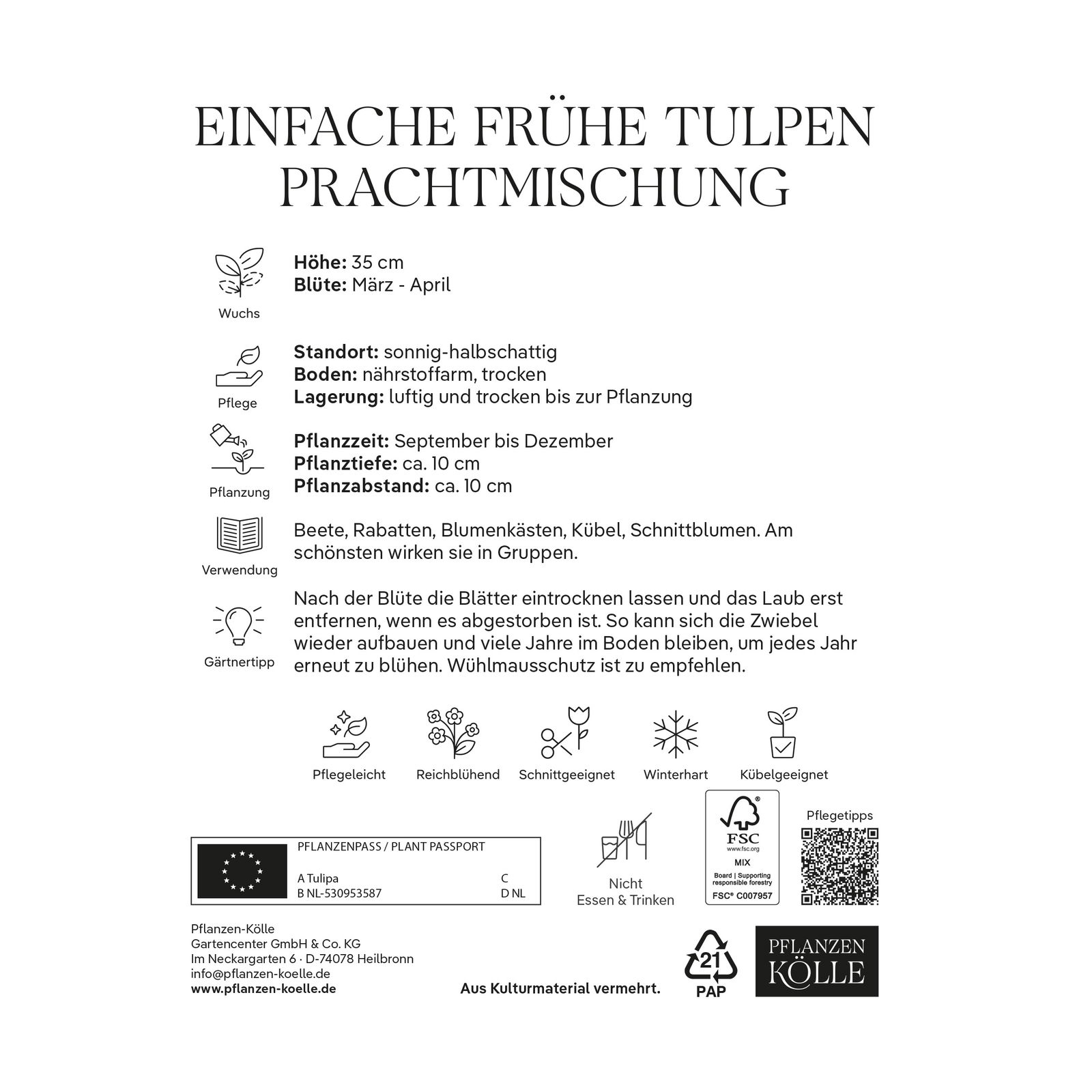Einfache frühe Tulpen Prachtmischung, 7 Blumenzwiebeln