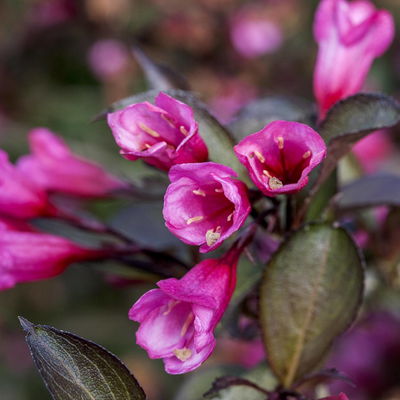 Rotlaubige Weigelie 'Alexandra'(s), Topf 4 Liter, 4 Pflanzen