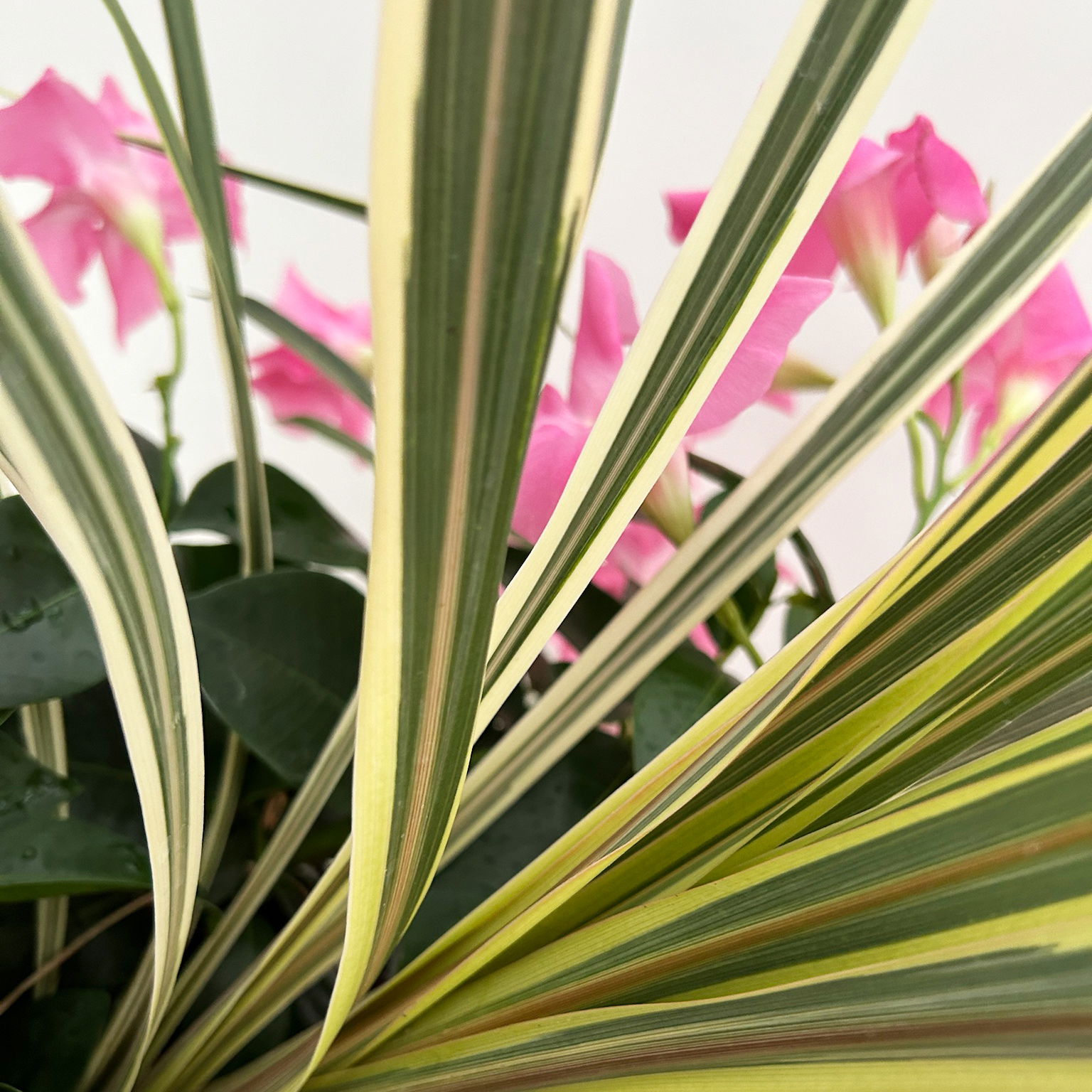 Mixtopf Dipladenia mit Keulenlilie, Farbe zufällig, Topf-Ø 26 cm
