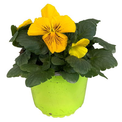 Stiefmütterchen Cats®, Farben zufällig, Topf-Ø 13 cm, 6 Pflanzen