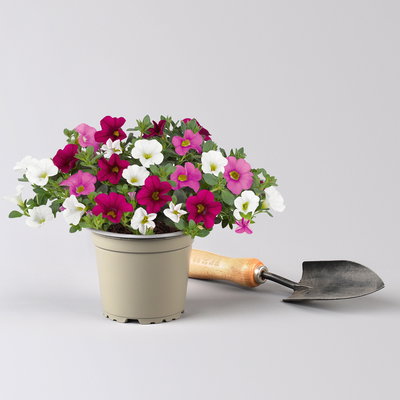 Pflanzenkreation Sommerromantik, groß, 6 Pflanzen inkl. Erde und Dünger