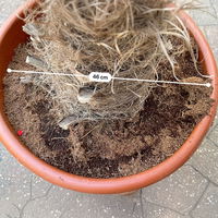 Hanfpalme, Stamm ca. 40 cm, Topf 35 Liter