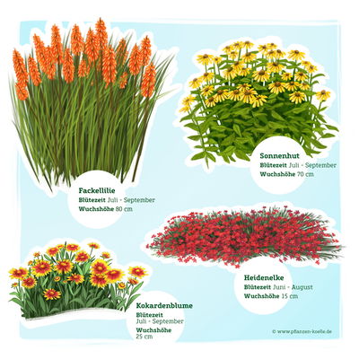 Stauden-Set, 12 Pflanzen für 2 m², gelb-rot Stauden-Set, 12 Pflanzen für 2 m², gelb-rot