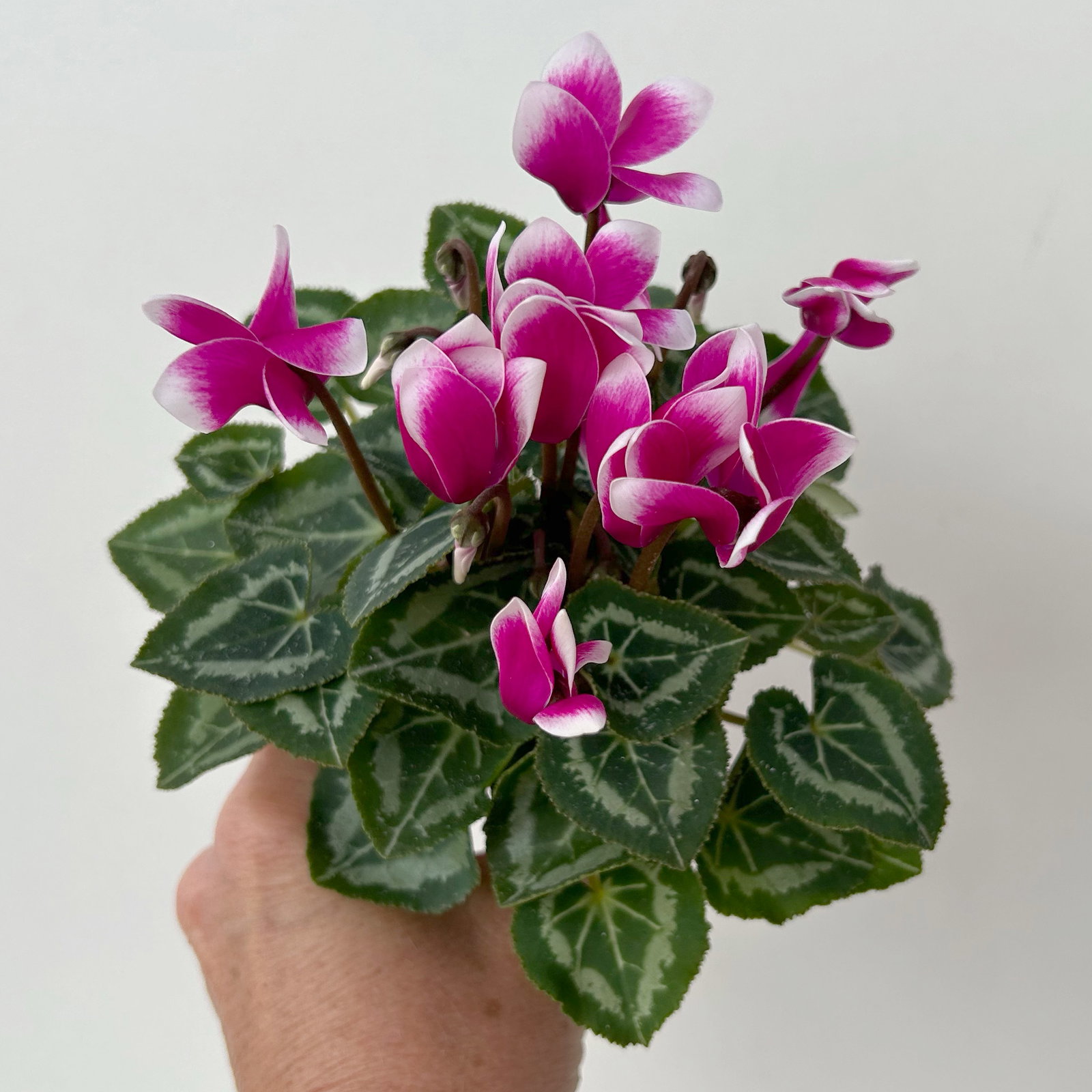 Alpenveilchen Outdoor 'Fantasia', Mini , lila-weiß, Topf-Ø 6 cm, 10 Pflanzen Alpenveilchen Outdoor 'Fantasia', Mini , lila-weiß, Topf-Ø 6 cm, 10 Pflanzen