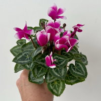 Alpenveilchen Outdoor 'Fantasia', Mini , lila-weiß, Topf-Ø 6 cm, 10 Pflanzen Alpenveilchen Outdoor 'Fantasia', Mini , lila-weiß, Topf-Ø 6 cm, 10 Pflanzen