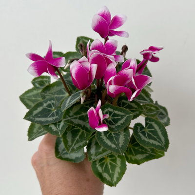 Alpenveilchen Outdoor 'Fantasia', Mini , lila-weiß, Topf-Ø 6 cm, 10 Pflanzen Alpenveilchen Outdoor 'Fantasia', Mini , lila-weiß, Topf-Ø 6 cm, 10 Pflanzen