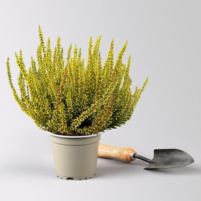 Knospenheide 'Picasso' gefärbt, Farben zufällig, Topf-Ø 12 cm, 6 Pflanzen Knospenheide 'Picasso' gefärbt, Farben zufällig, Topf-Ø 12 cm, 6 Pflanzen