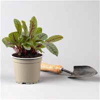Bio Schattenkräuter-Set, 5 Pflanzen, Topf-Ø 12cm