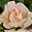 Edelrose 'Chandos Beauty'®, cremeapricot, Doppelbogen, Topf 7,5 Liter