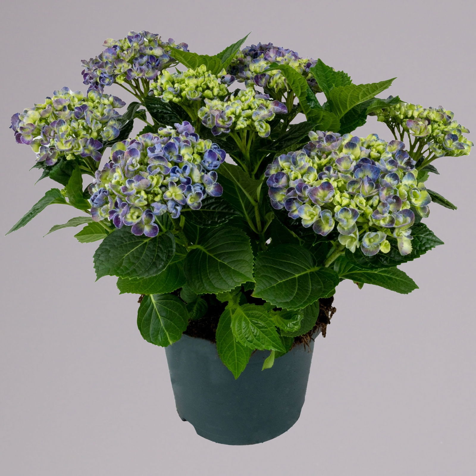 Hortensie 'Curly Wurly®', blau, vorgetrieben, Topf-Ø 14 cm