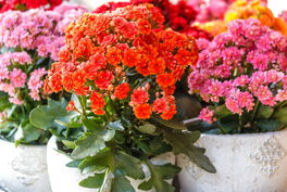 Kalanchoe Kalanchoe