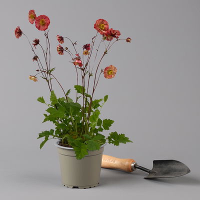 Bio Nelkenwurz 'Flame of Passion', hellrot, Topf-Ø 12 cm, 3 Pflanzen Bio Nelkenwurz 'Flame of Passion', hellrot, Topf-Ø 12 cm, 3 Pflanzen