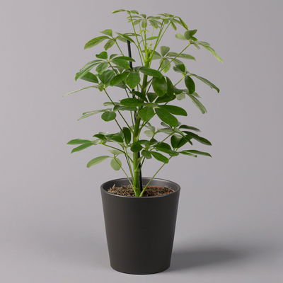 Strahlenaralie 'Nora' inkl. Übertopf Dallas anthrazit, Topf-Ø 13 cm, 3er-Set