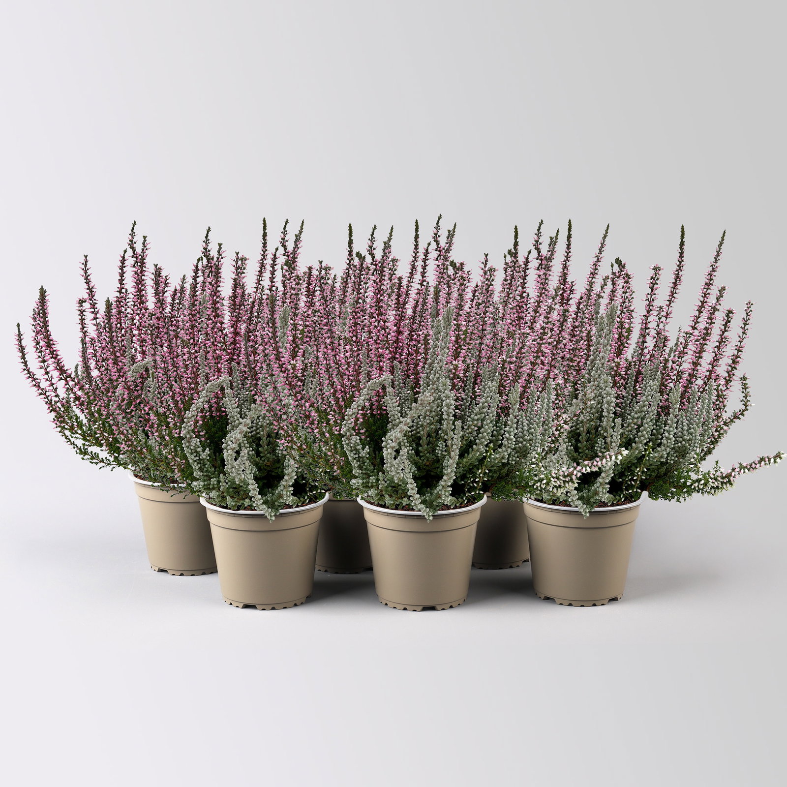 Calluna 'Lönneby' Twin, Fluffy, lila, Topf-Ø 13 cm, 6 Pflanzen Calluna 'Lönneby' Twin, Fluffy, lila, Topf-Ø 13 cm, 6 Pflanzen