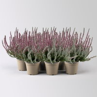 Calluna 'Lönneby' Twin, Fluffy, lila, Topf-Ø 13 cm, 6 Pflanzen Calluna 'Lönneby' Twin, Fluffy, lila, Topf-Ø 13 cm, 6 Pflanzen