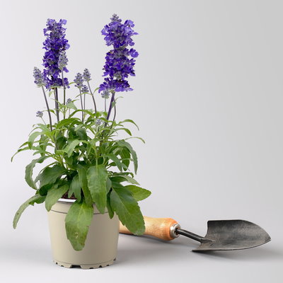 Grabbepflanzung Sommer rot-weiß-blau, 12 Pflanzen