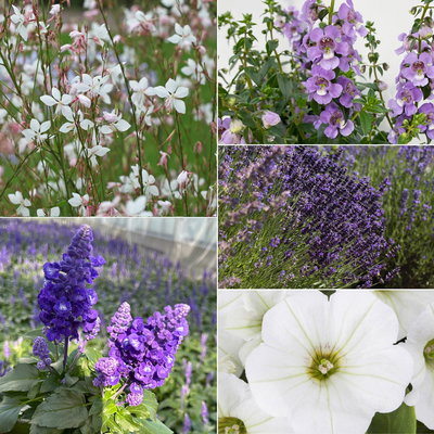 Pflanzenkreation Lavendeltraum, groß, 6 Pflanzen inkl. Erde und Dünger