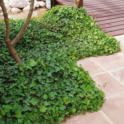 Hedera hibernica, Topf-Ø 9 cm, 12er-Set