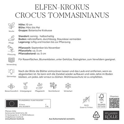 Elfenkrokus purpurblau, 40 Blumenzwiebeln Elfenkrokus purpurblau, 40 Blumenzwiebeln