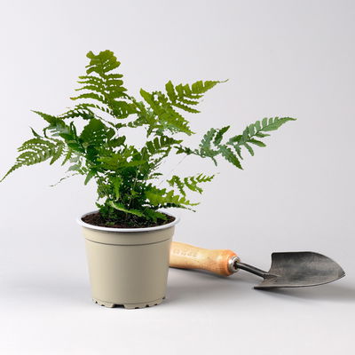 Freilandfarne Mix, Sorte zufällig, Topf-Ø 12 cm, 6er-Set Freilandfarne Mix, Sorte zufällig, Topf-Ø 12 cm, 6er-Set