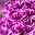 Hyazinthe rosa & lila, vorgetrieben, Topf-Ø 12 cm, 6er-Set