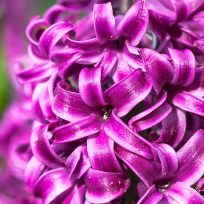 Hyazinthe, lila, vorgetrieben, Topf-Ø 23 cm