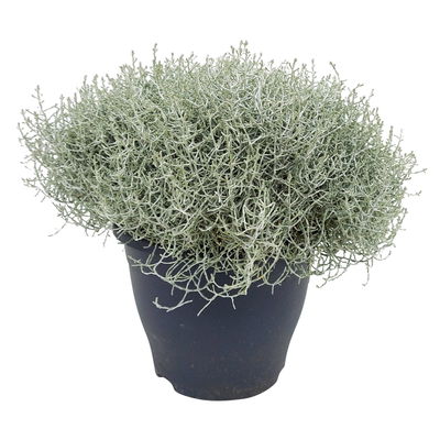 Calocephalus 'XXL', grau-silber, Topf/Schale-Ø 23 cm, 2 Pflanzen