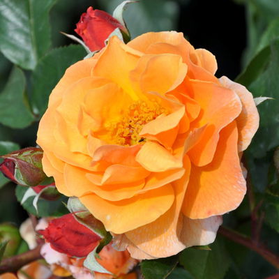Strauchrose 'Arabia®', dunkelorange, Topf 5 Liter Strauchrose 'Arabia®', dunkelorange, Topf 5 Liter