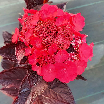 Hortensie 'Daredevil' (´JPD 01´)Ⓢ, rosa, 3er-Set, Höhe 30-40 cm, Topf 5 Liter Hortensie 'Daredevil' (´JPD 01´)Ⓢ, rosa, 3er-Set, Höhe 30-40 cm, Topf 5 Liter